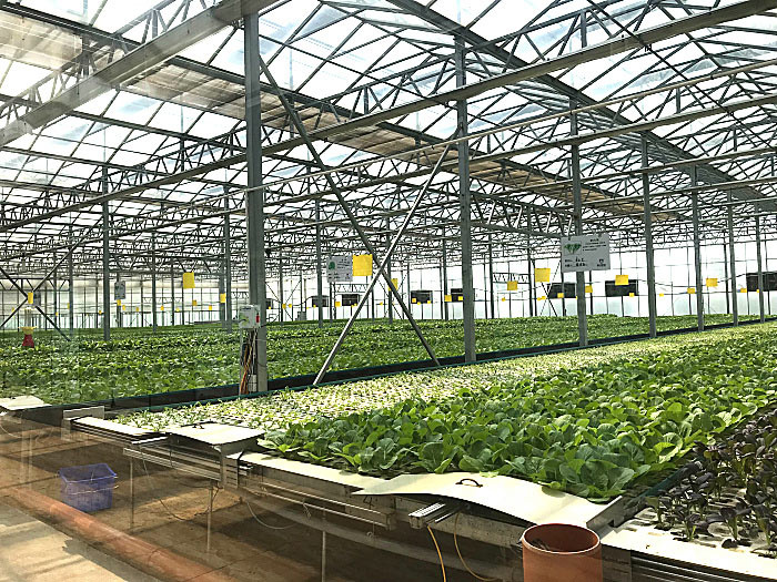 連棟智能溫室-(9)