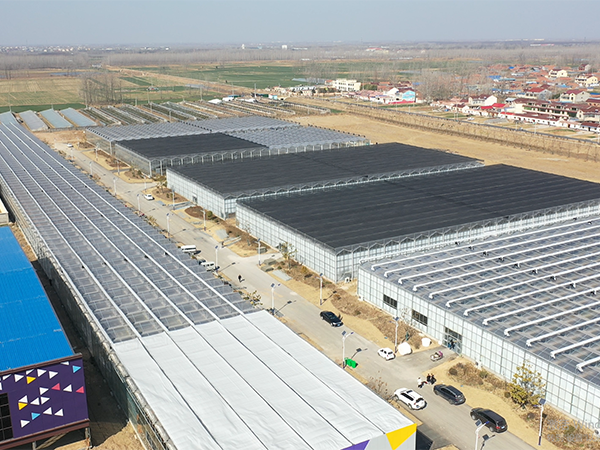 江蘇沭陽(yáng)蘭花小鎮(zhèn)3公頃玻璃溫室