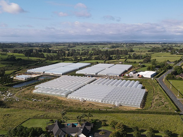 新西蘭6公頃連棟薄膜溫室