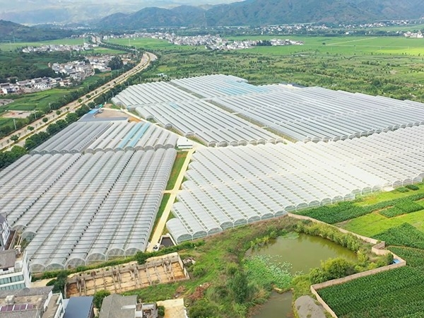 云南大理洱源縣260畝連棟膜溫室