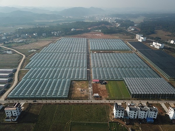 江西省撫州市連棟薄膜溫室26萬平方