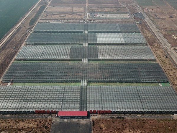 河北邯鄲市肥鄉(xiāng)區(qū)7公頃玻璃溫室